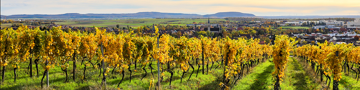 Herbstliche Weinberge in Iphofen laden zum Spaziergang ein